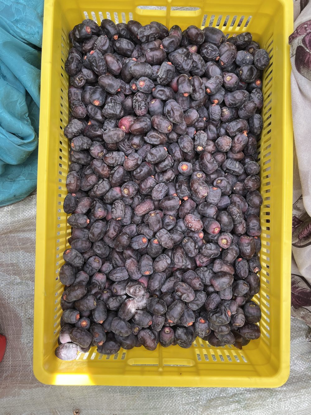 خرمای مضافتی لوکس