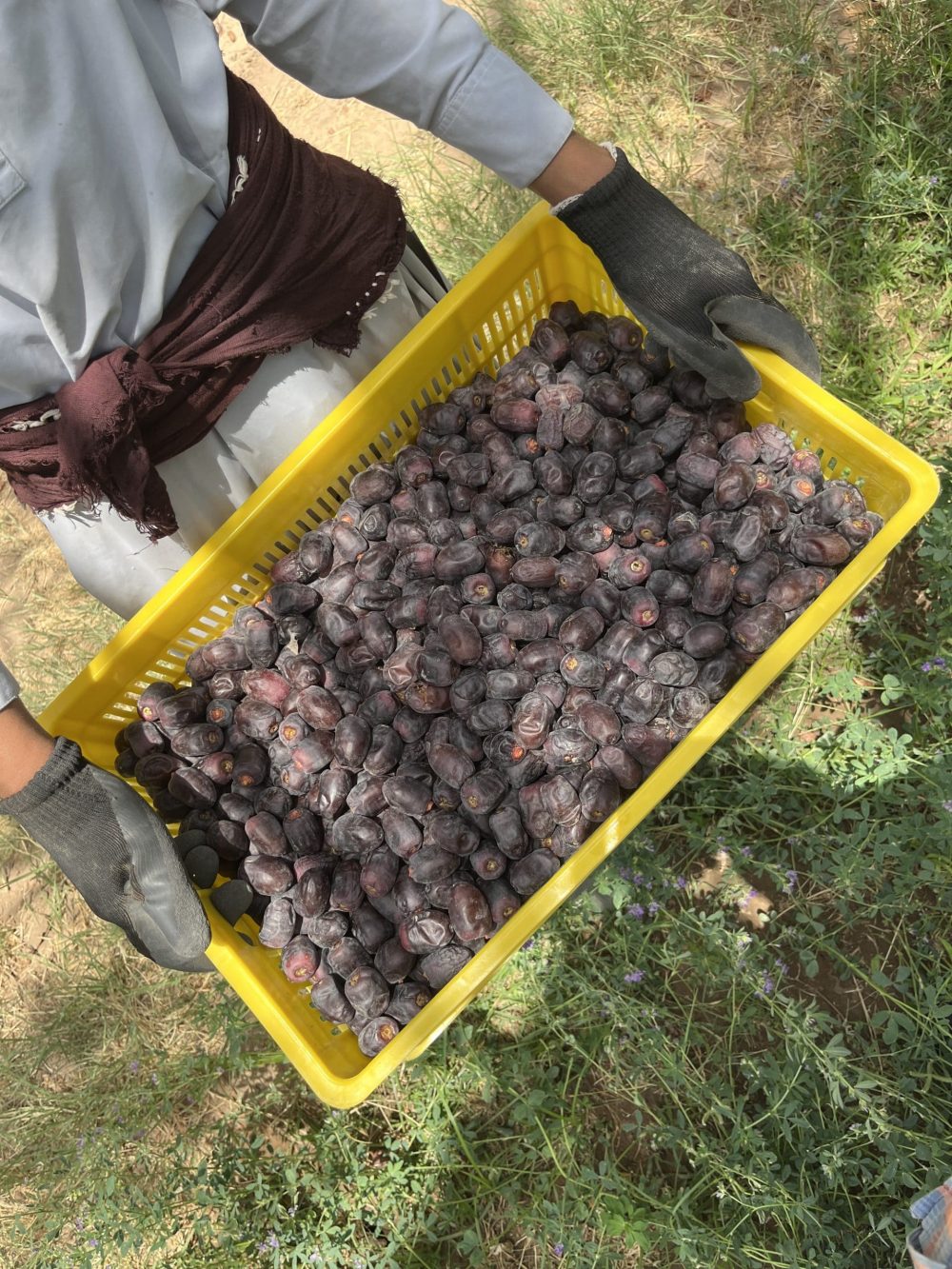 خرمای مضافتی کلاسیک